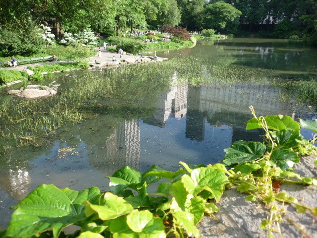 Reflections on a pond in Central Park Reflections on a pond in Central Park
