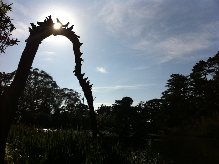 Golden Gate Park Golden Gate Park